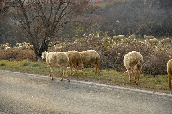 Овцы на дороге в Македонии — стоковое фото