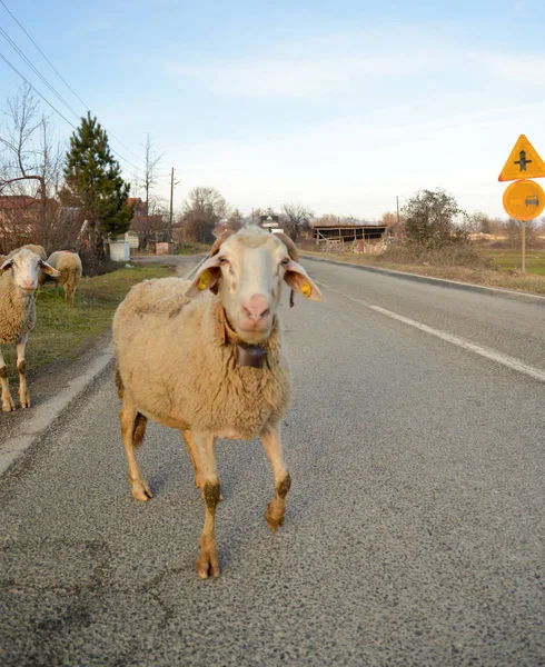 Owce na drodze w macedonia — Zdjęcie stockowe