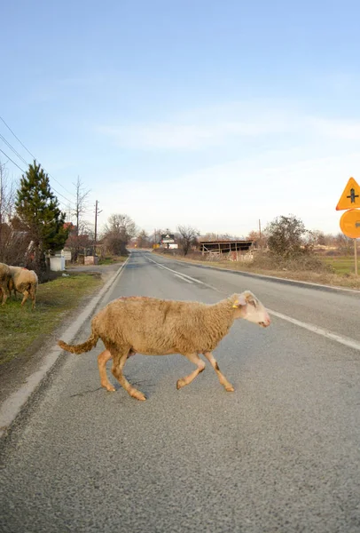 Moutons sur une route en macédonie — Photo