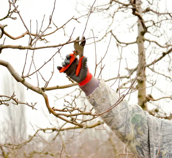 Pruning a apple tree with garden secateurs in winter