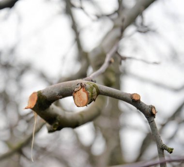 Kışın taze budanmalıdır elma dalı