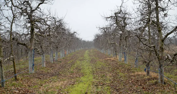 Apple Orchard in winter — Stock Photo, Image