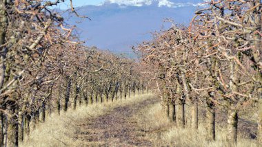 Kışın budanmalıdır elma bahçesi