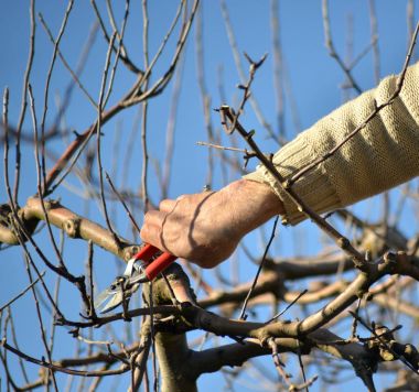Secateurs meyve elma ağaçları budama
