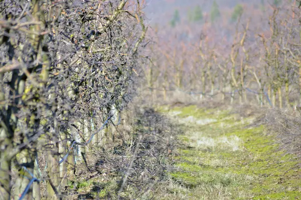 Обрізаний яблучний сад взимку — стокове фото