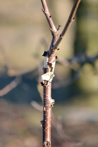 Jeune arbre fruitier greffé — Photo