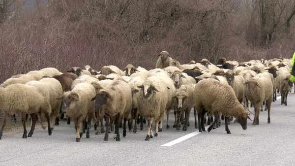 Ovelhas em uma estrada — Fotografia de Stock