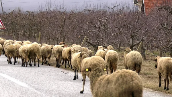 Ovelhas em uma estrada — Fotografia de Stock