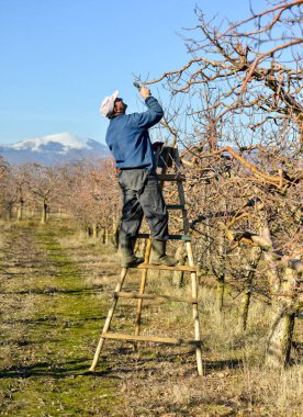 Resne, Makedonya. 28 Ocak, 2018-çiftçi budama elma ağacı meyve bahçesinde Resen, Prespa, Makedonya içinde. Prespa iyi bilinen, Makedonya kaliteli elma üretimi üzerinde bölgesidir.