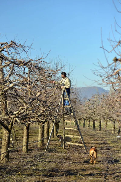 RESEN, MACEDONIA. ENERO 28, 2018- Poda de manzanos en huerto en Resen, Prespa, Macedonia. Prespa es conocida región de Macedonia en la producción de manzanas de alta calidad . — Foto de Stock