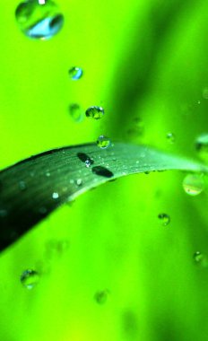 Waterdrops çimen üzerinde