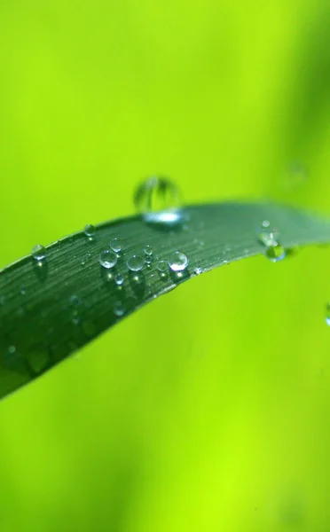 Vattendroppar på grässtrå — Stockfoto