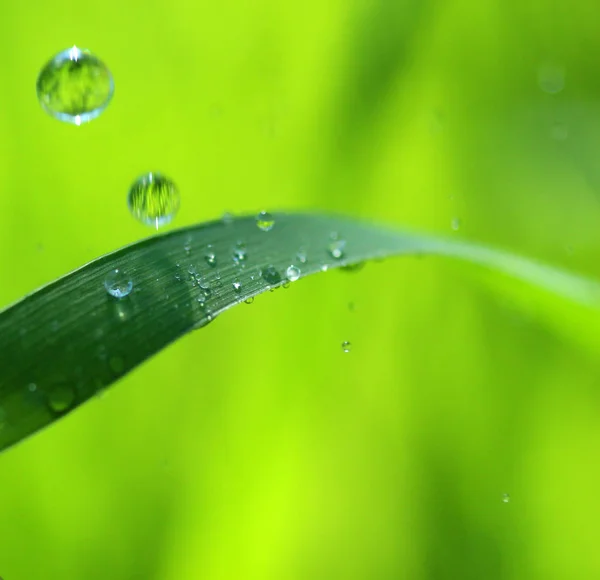 Gocce d'acqua su filo d'erba — Foto Stock