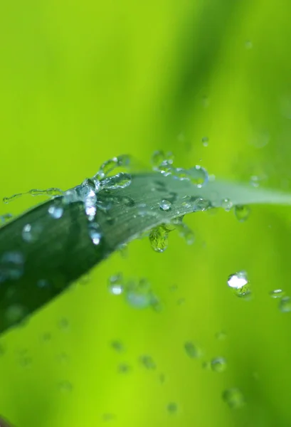 Gocce d'acqua su filo d'erba — Foto Stock