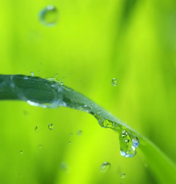 Gocce d'acqua su filo d'erba — Foto Stock