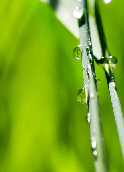 Gotas de agua en la hoja de hierba —  Fotos de Stock