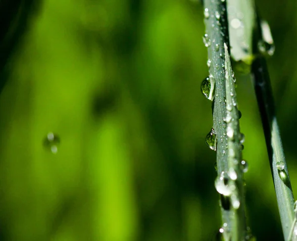 Gocce d'acqua su filo d'erba — Foto Stock