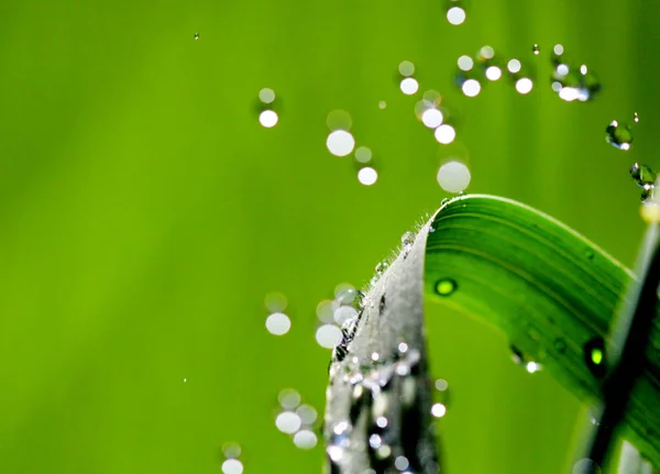 Gocce d'acqua su filo d'erba — Foto Stock