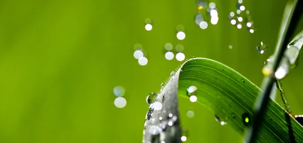 Gocce d'acqua su filo d'erba — Foto Stock