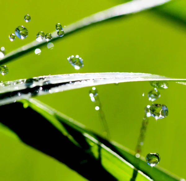 Gocce d'acqua su filo d'erba — Foto Stock