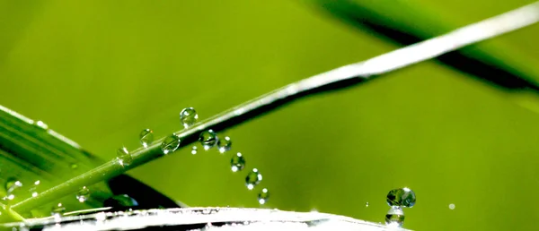 Gotas de agua en la hoja de hierba —  Fotos de Stock