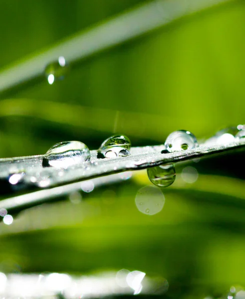 Gotas de agua en la hoja de hierba —  Fotos de Stock