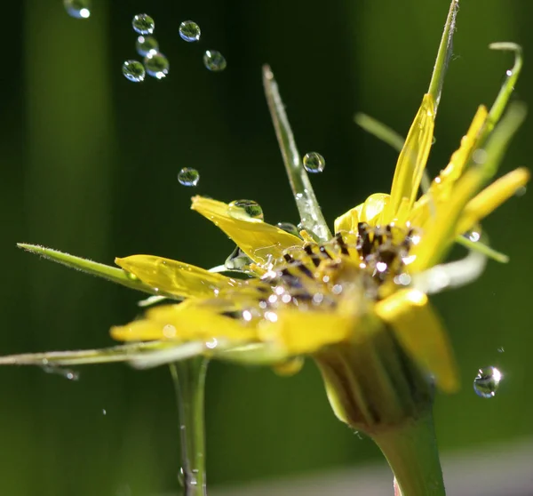 Gotas de agua en una flor amarilla, toma de la mañana, imagen — Foto de Stock