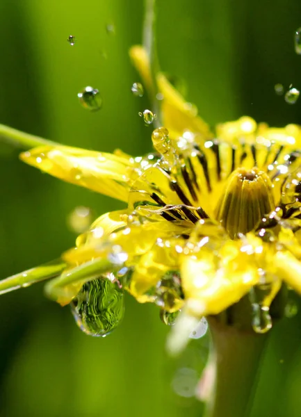 Vattendroppar på en gul blomma, morgon shot, bild — Stockfoto