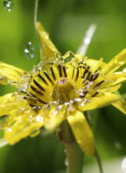 Gocce d'acqua su un fiore giallo, colpo del mattino, immagine — Foto Stock