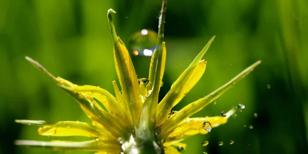 Vattendroppar på en gul blomma, morgon shot, bild — Stockfoto