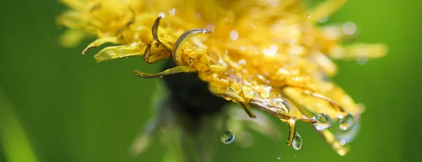 Gouttes d'eau sur une fleur jaune, prise de vue du matin, image — Photo