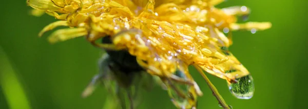 Водопады на желтый цветок, утренний снимок, изображение — стоковое фото