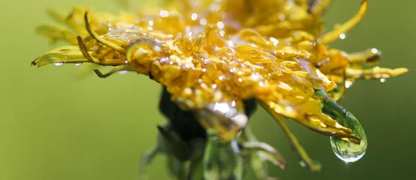 Vattendroppar på en gul blomma, morgon shot, bild — Stockfoto