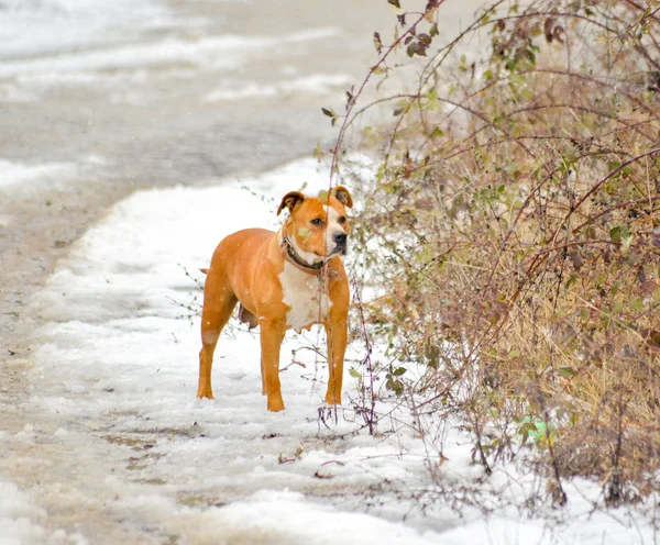 Americký stafordšírský teriér pes na sněhu — Stock fotografie