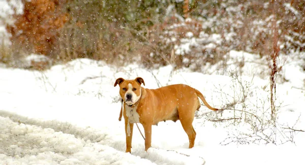 American staffordshire terrier dog on a snow — Stock Photo, Image