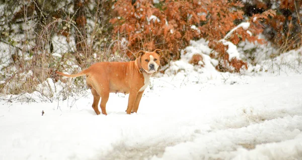 American staffordshire terrier dog on a snow — Stock Photo, Image