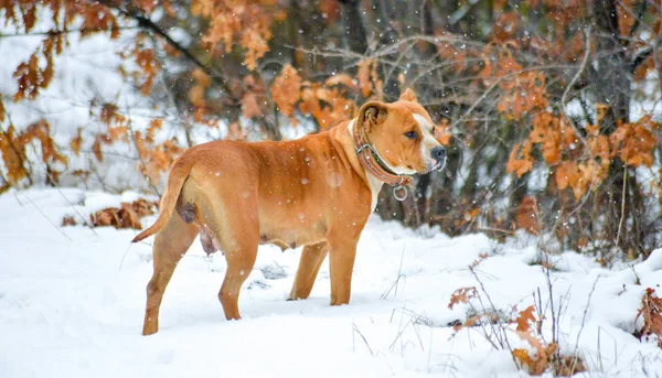 American staffordshire terrier dog on a snow — Stock Photo, Image