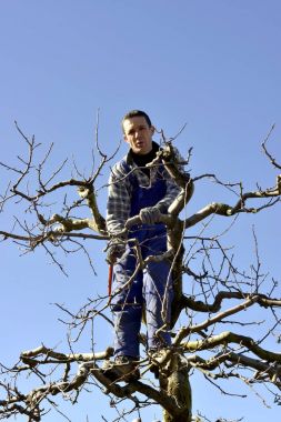 RESEN, MACEDONIA. MARCH 10, 2018- Farmer pruning apple tree in orchard in Resen, Prespa, Macedonia. Prespa is well known region in Macedonia on producing high quality apples. clipart