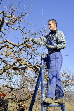 Resne, Makedonya. 10 Mart, 2018-çiftçi budama elma ağacı meyve bahçesinde Resen, Prespa, Makedonya içinde. Prespa iyi bilinen, Makedonya kaliteli elma üretimi üzerinde bölgesidir.