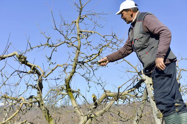 RESEN, MACEDONIA. MARZO 10, 2018- Campesino podando manzano en o —  Fotos de Stock