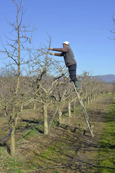 RESEN, MACEDONIA. 10 DE MARZO DE 2018- Campesino podando manzano en huerto en Resen, Prespa, Macedonia. Prespa es conocida región de Macedonia en la producción de manzanas de alta calidad . — Foto de Stock