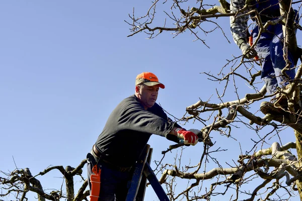 RESEN, MACEDONIA. 10 DE MARZO DE 2018- Campesino podando manzano en huerto en Resen, Prespa, Macedonia. Prespa es conocida región de Macedonia en la producción de manzanas de alta calidad . — Foto de Stock