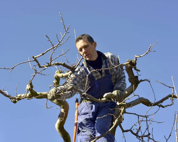 RESEN, MACEDONIA. 10 DE MARZO DE 2018- Campesino podando manzano en huerto en Resen, Prespa, Macedonia. Prespa es conocida región de Macedonia en la producción de manzanas de alta calidad . — Foto de Stock