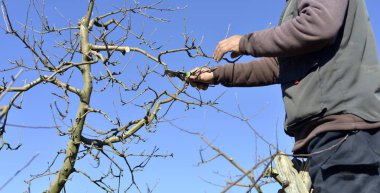 unrecognizable man pruning apple trees in an orchard in march clipart