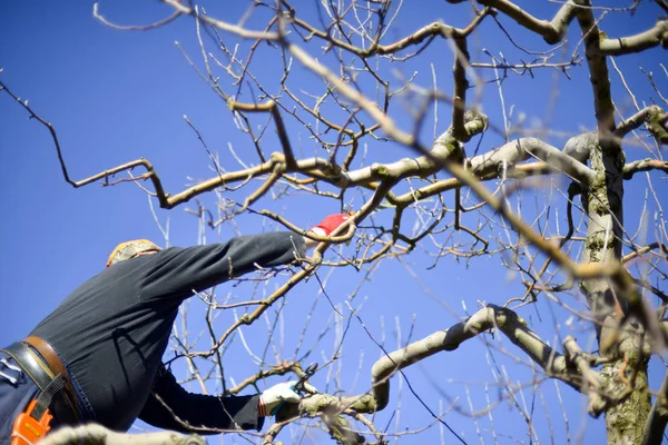 Hombre irreconocible podando manzanos en un huerto en marzo — Foto de Stock