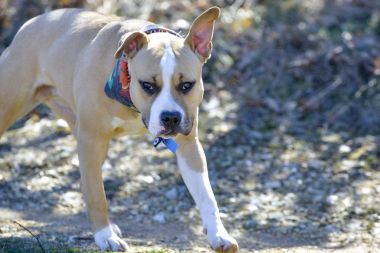 Amerikan staffordshire terrier köpek, doğada