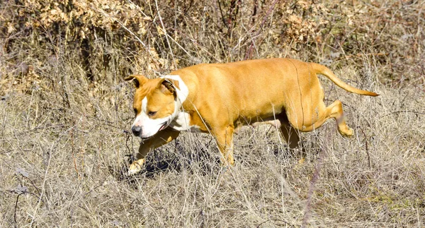 Αμερικανικό terrier staffordshire — Φωτογραφία Αρχείου