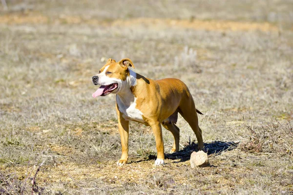 Αμερικανικό terrier staffordshire — Φωτογραφία Αρχείου