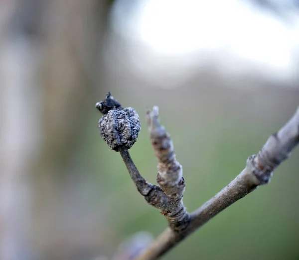 Close up of rotten apple with mildew on tree in orchard — Stock Photo, Image