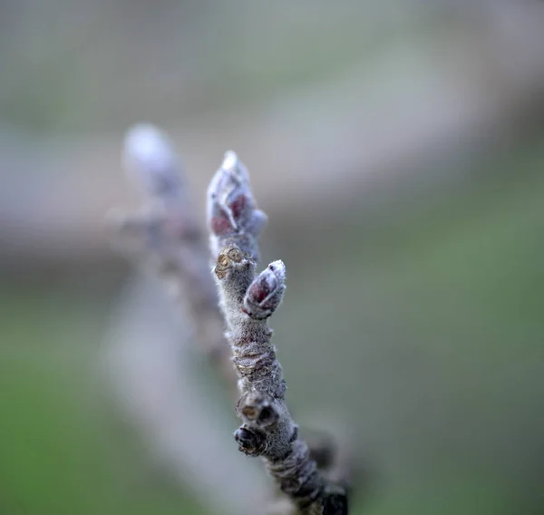 Image of an apple buds in march, — Stock Photo, Image